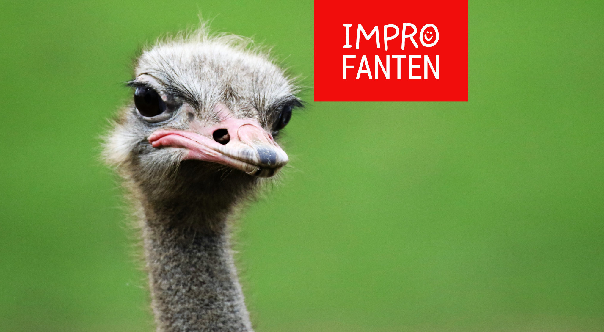 Kopf eines Vogel Strauß vor einem grünen Hintergrund mit rotem IMPROFATEN Logo