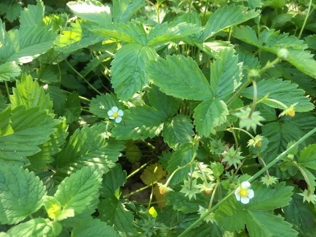 Wald-Erdebeeren